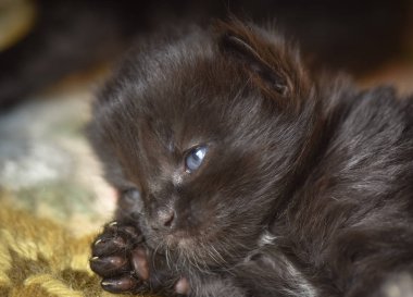 Kabarık safkan bir kedi yavrusu portresi