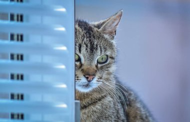 Kabarık bir safkan kedi portresi