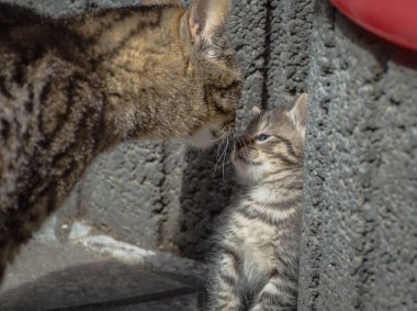 Kabarık bir safkan kedi portresi