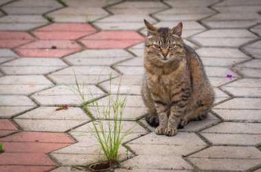 Kabarık bir safkan kedi portresi