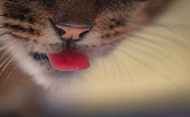 Kabarık bir safkan kedi portresi