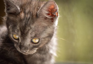 Kabarık safkan bir kedi yavrusu portresi