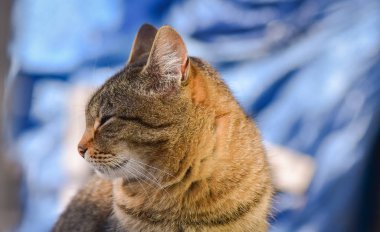 Kabarık bir safkan kedi portresi