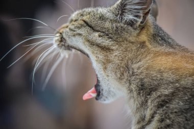 Kabarık bir safkan kedi portresi