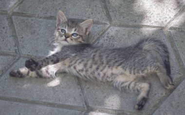 Kabarık safkan bir kedi yavrusu portresi