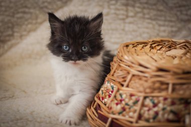 Kabarık safkan bir kedi yavrusu portresi