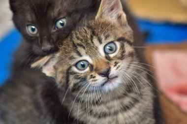 Kabarık safkan bir kedi yavrusu portresi