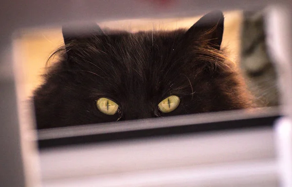 Portrait Fluffy Thoroughbred Cat — Stock Photo, Image