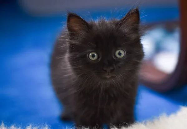 Portrait Fluffy Thoroughbred Kitten — Stock Photo, Image