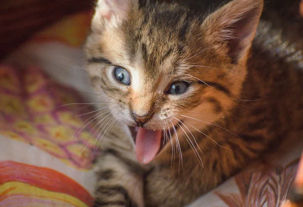 Porträt Eines Flauschigen Vollblutkätzchens — Stockfoto