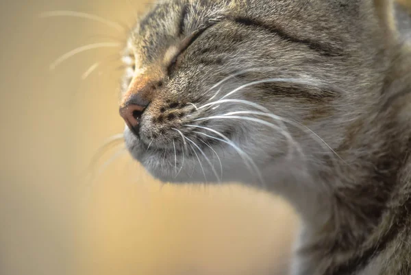 Retrato Gato Puro Sangue Fofo — Fotografia de Stock