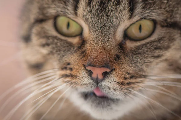 Portret Puszystego Kota Rasy Czystej — Zdjęcie stockowe