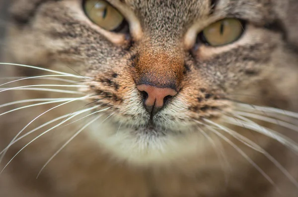 Portret Puszystego Kota Rasy Czystej — Zdjęcie stockowe