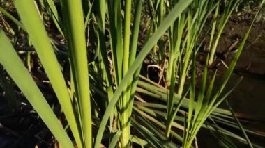 Nehirüzerinde Bulrush