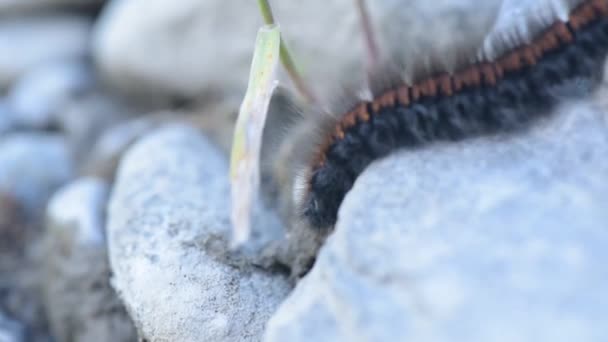 Caterpillar Smygande Sten — Stockvideo