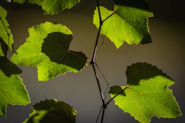Güneşte üzüm Dalı