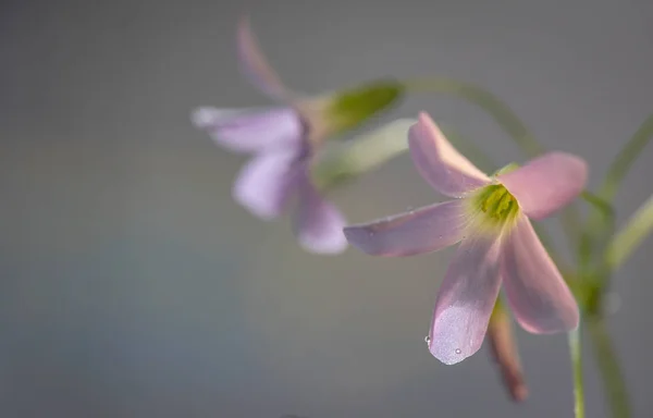 Still Life Called Twins Pink — Stock Photo, Image