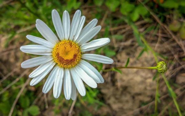 Landscape Called Natural Smiley — Stock Photo, Image