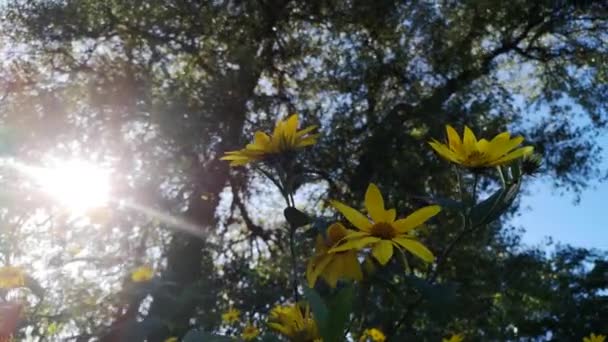 Caminar Otoño Cerca Del Campo — Vídeos de Stock