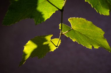 Güneşte üzüm Dalı