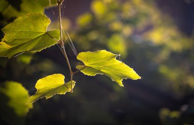 Güneşte üzüm Dalı