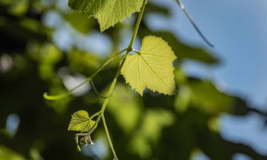 Güneşte üzüm Dalı