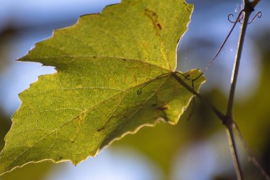Güneşte üzüm Dalı