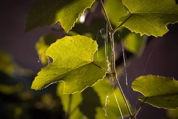 Ramo Uvas Sol — Fotografia de Stock