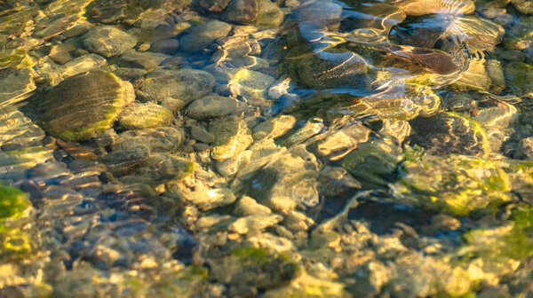 Reflection in a mountain river at sunset