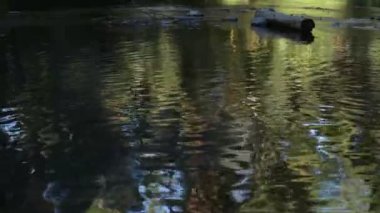 Dağ nehrinde akşam