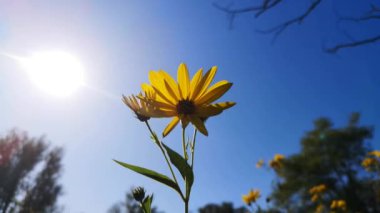 Sonbaharda tarlaya yakın yürüyün
