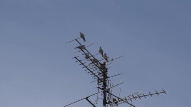 Çatıdaki güvercinler