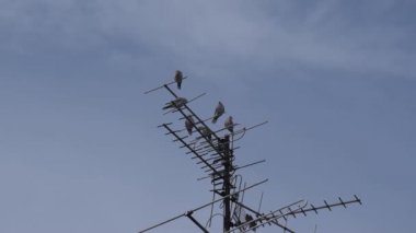 Çatıdaki güvercinler