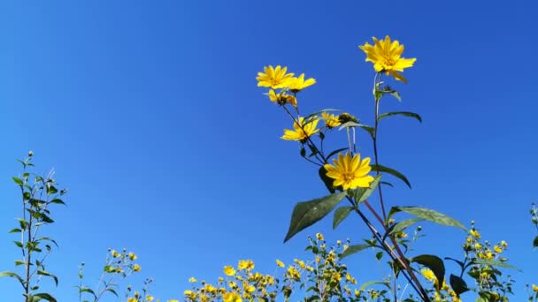 Spaziergang Herbst Der Nähe Des Feldes — Stockvideo