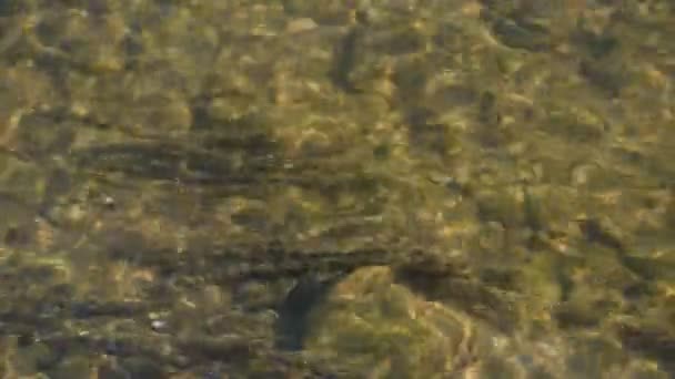 Soirée à la rivière de montagne 