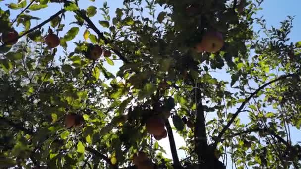 Appels Een Tak — Stockvideo