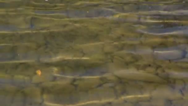 Soirée à la rivière de montagne 