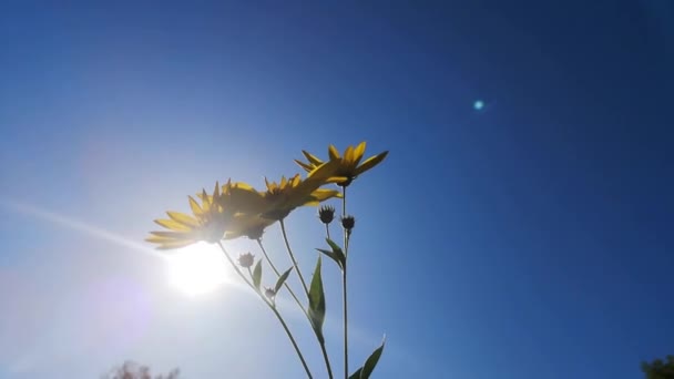 Caminar Otoño Cerca Del Campo — Vídeos de Stock