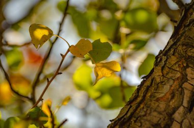Parlak sonbahar yaprağı çekim makro