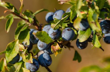 Bir dalda yabani mavi meyveler