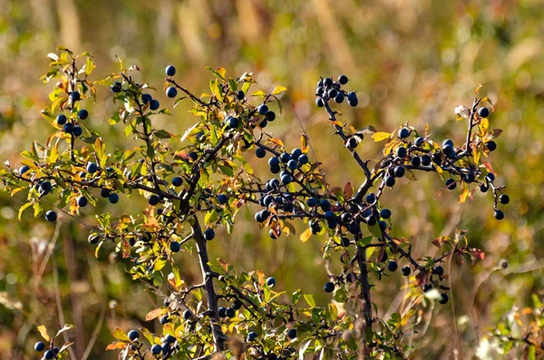 Wilde Blauwe Bessen Een Tak — Stockfoto