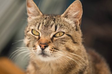 izlerken bir kedi portresi