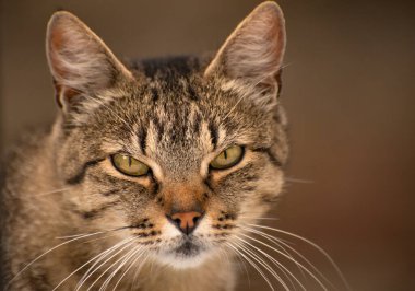 izlerken bir kedi portresi