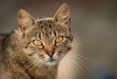 izlerken bir kedi portresi