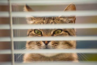 izlerken bir kedi portresi