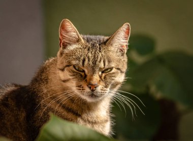 izlerken bir kedi portresi