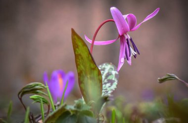 Erythronium makro denilen manzara