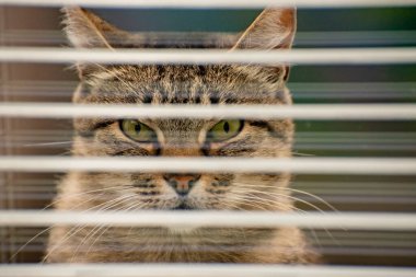 izlerken bir kedi portresi