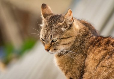 izlerken bir kedi portresi