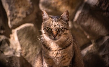 izlerken bir kedi portresi